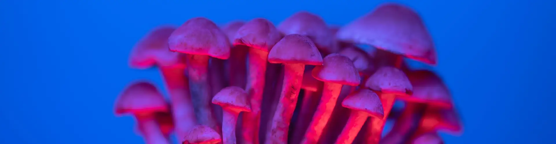 Magic mushrooms (paddo&rsquo;s): werking, wetgeving, risico&rsquo;s en verslaving