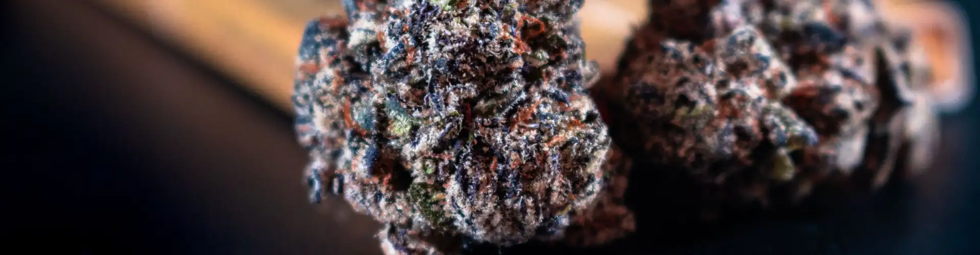 Magic truffels (sclerotia): werking, legaliteit, risico’s en verslaving