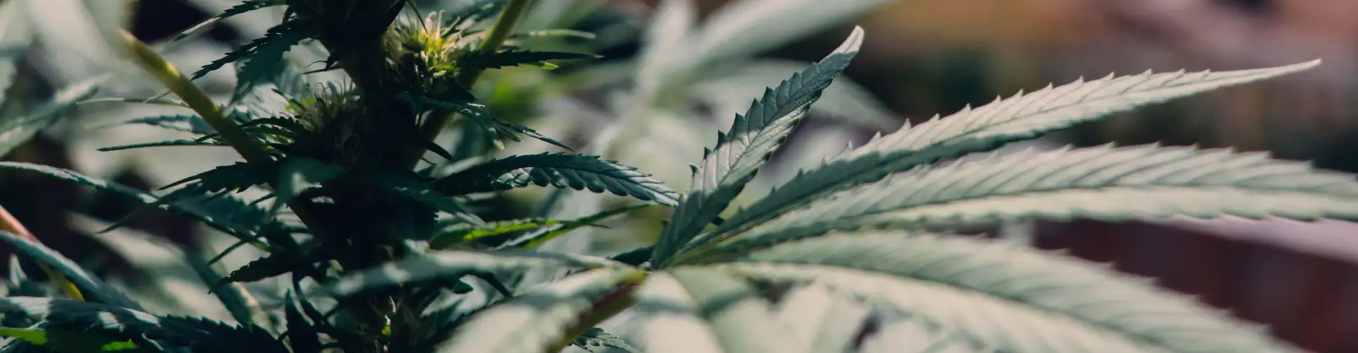 Cannabisverslaving: Symptomen, Gevolgen en Behandeling